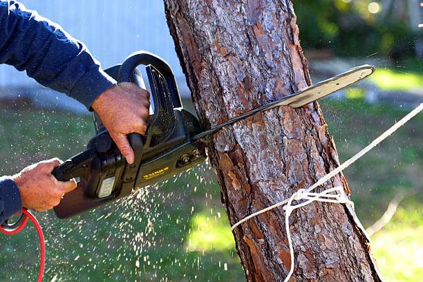 How Our Tree Care Process Works  in  Biddeford, ME